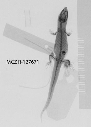 Media type: image;   Herpetology R-127671